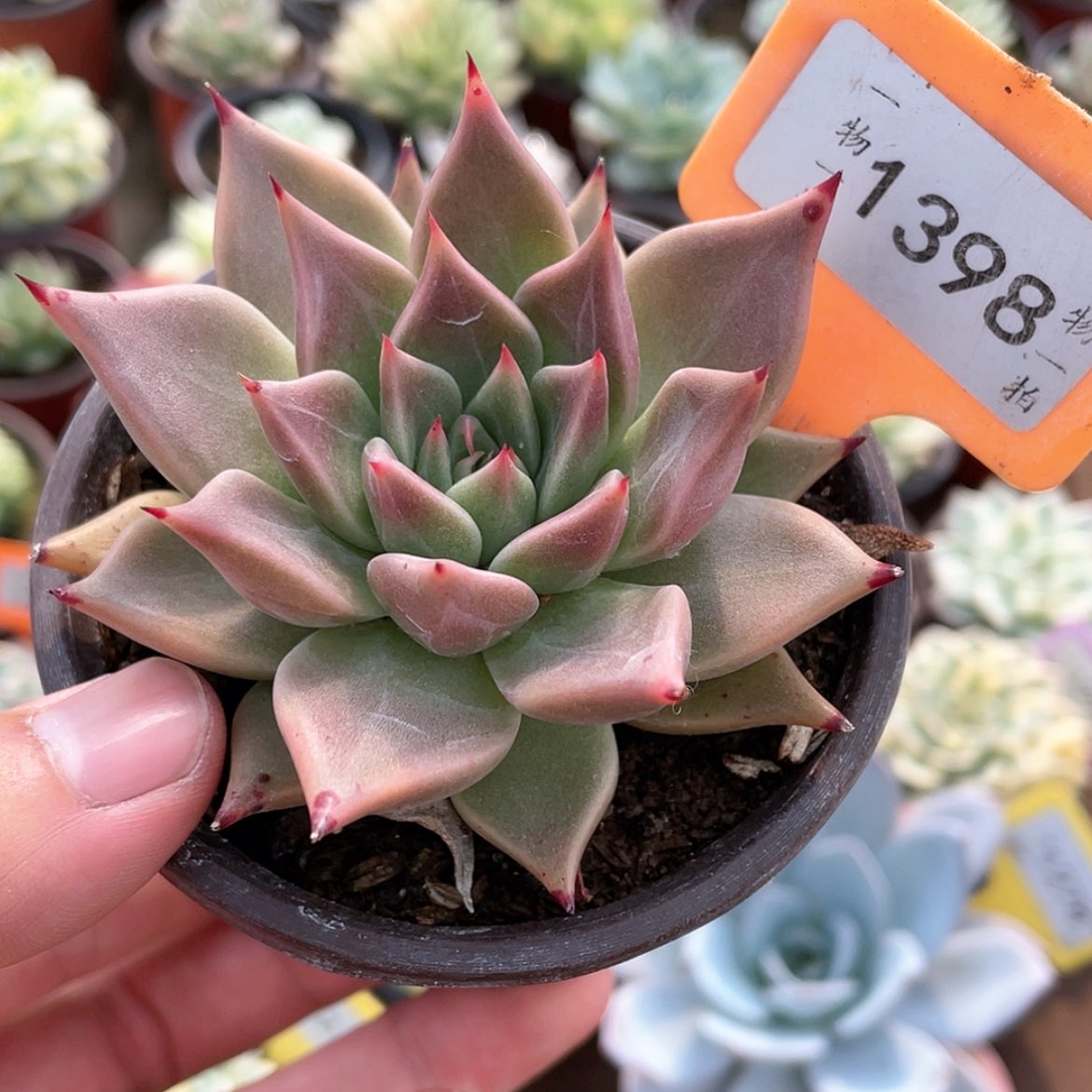 【闪购商品】无花朵1398