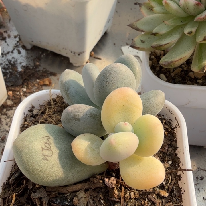 日本黄金鸡蛋大叶奶酪锦