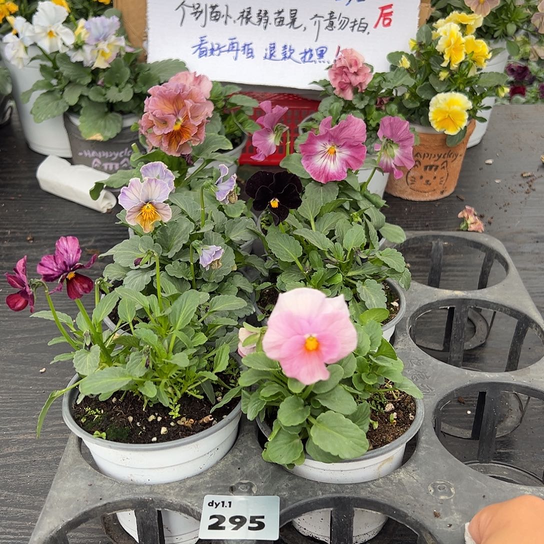 大部分花苞少量开放295号