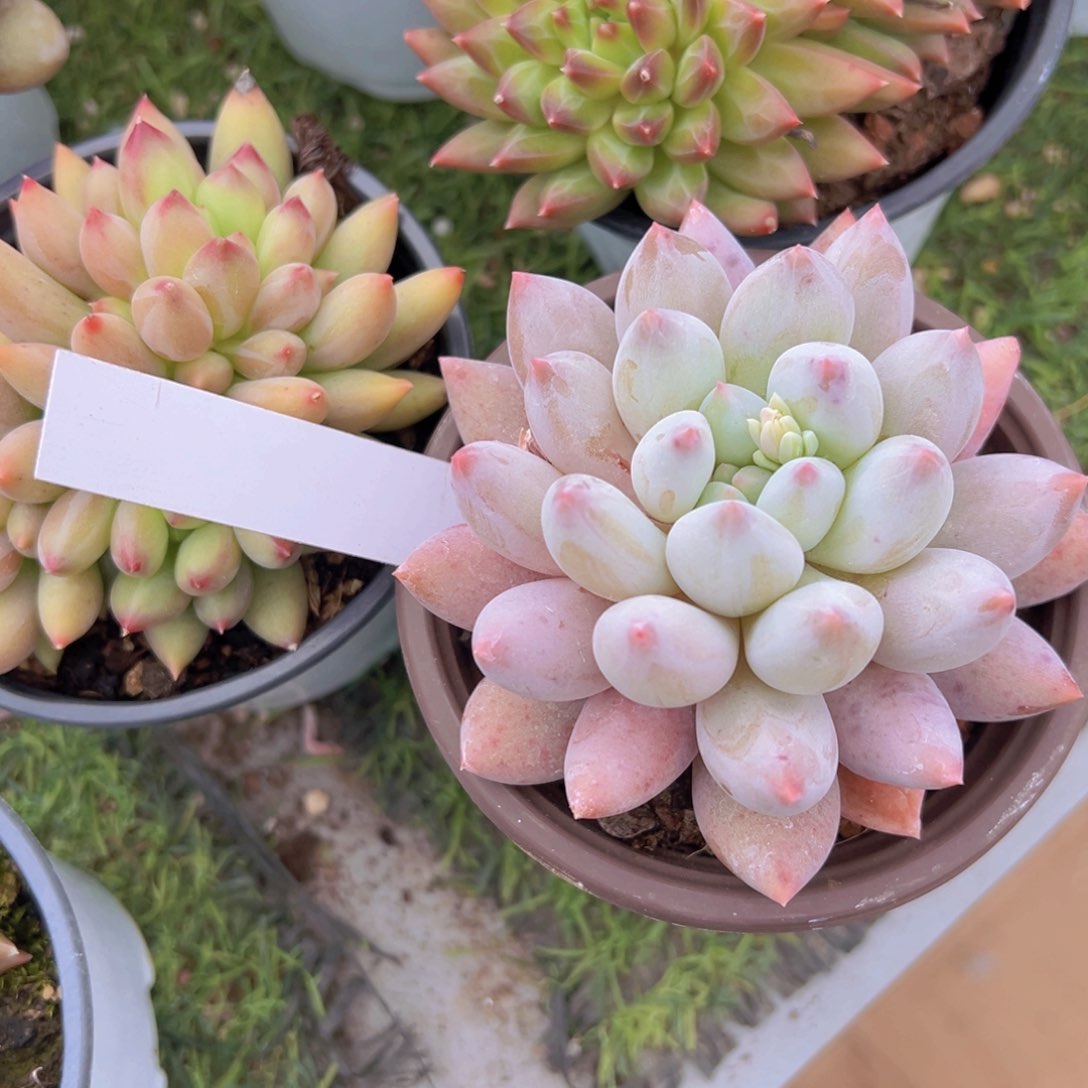 香玉的故事是一个人的故事