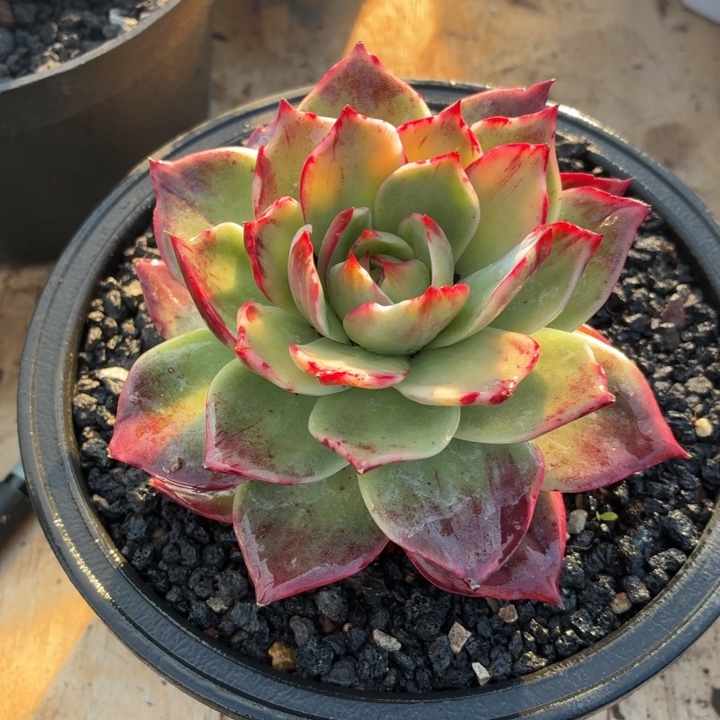 @***宝多肉植物惊鸿仙子