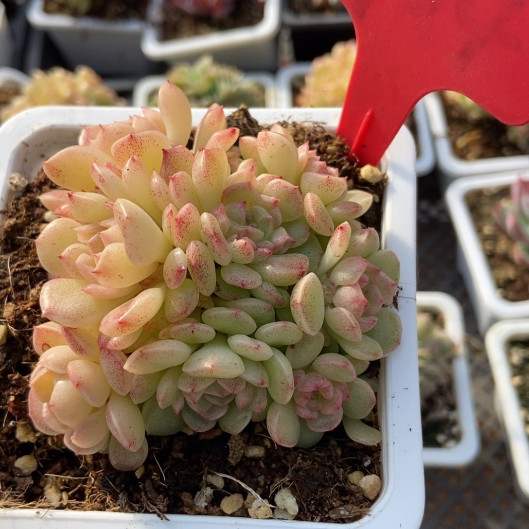 704麦秆多肉植物