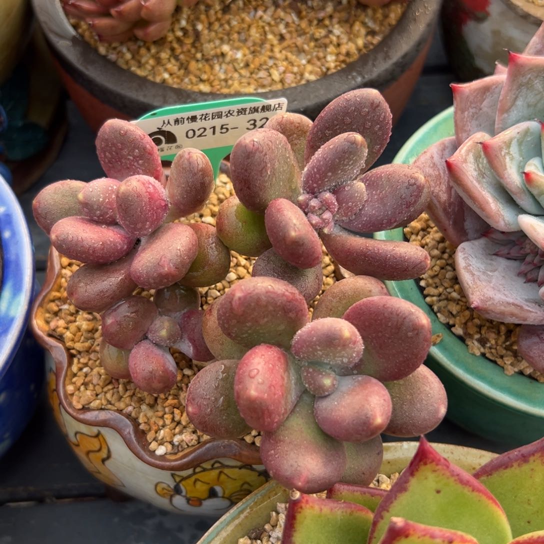 多肉一物一拍0215-32