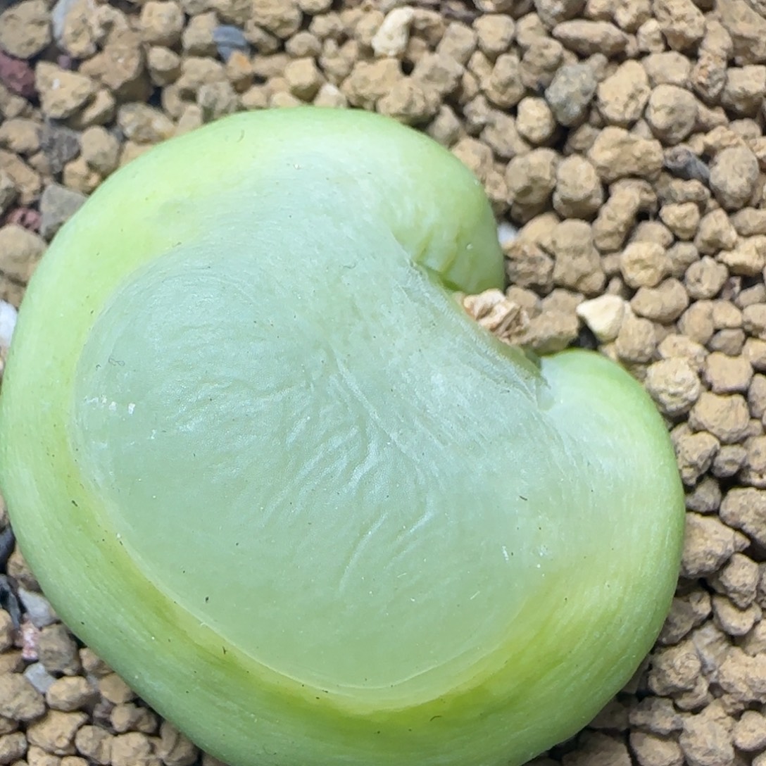 拉登变异缀化3.3多肉967