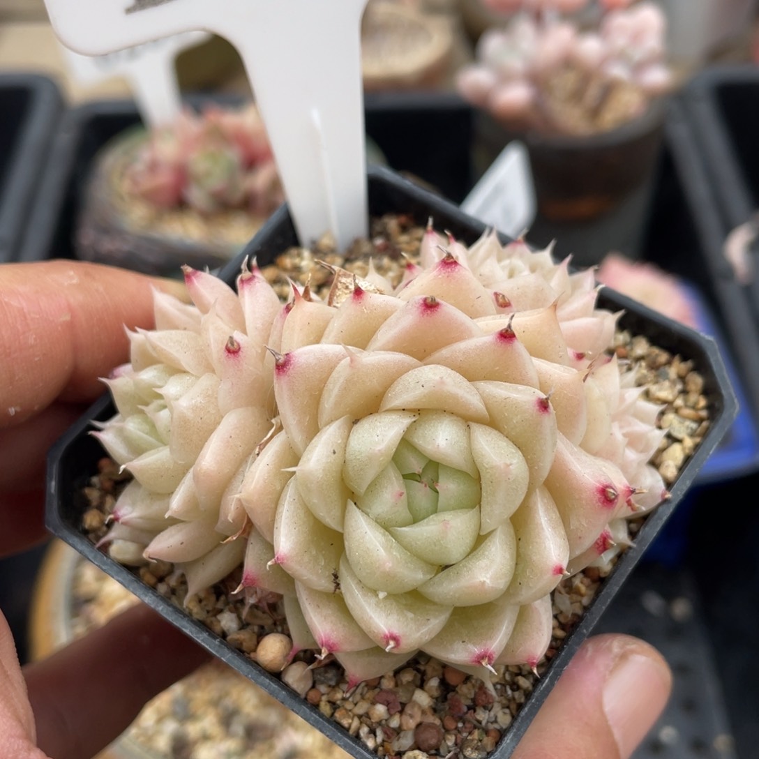 323麦秆不带盆7厘米