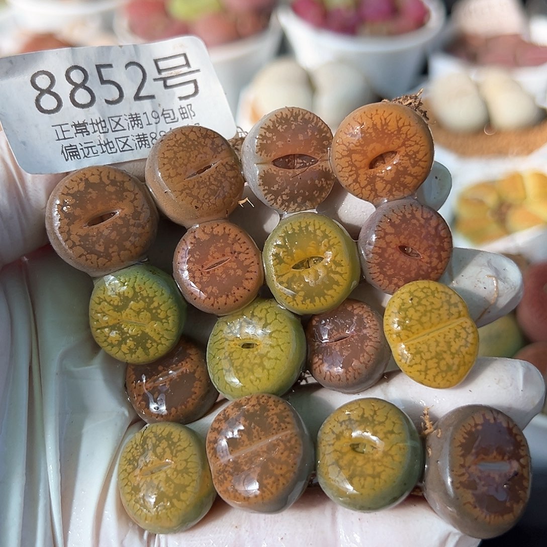 好养易活生石花大母本8852