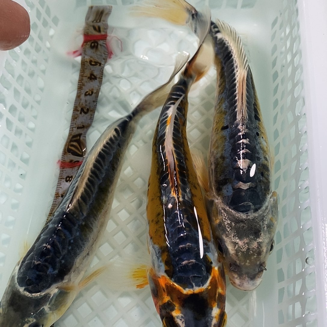 锦鲤冷水锦鲤包邮