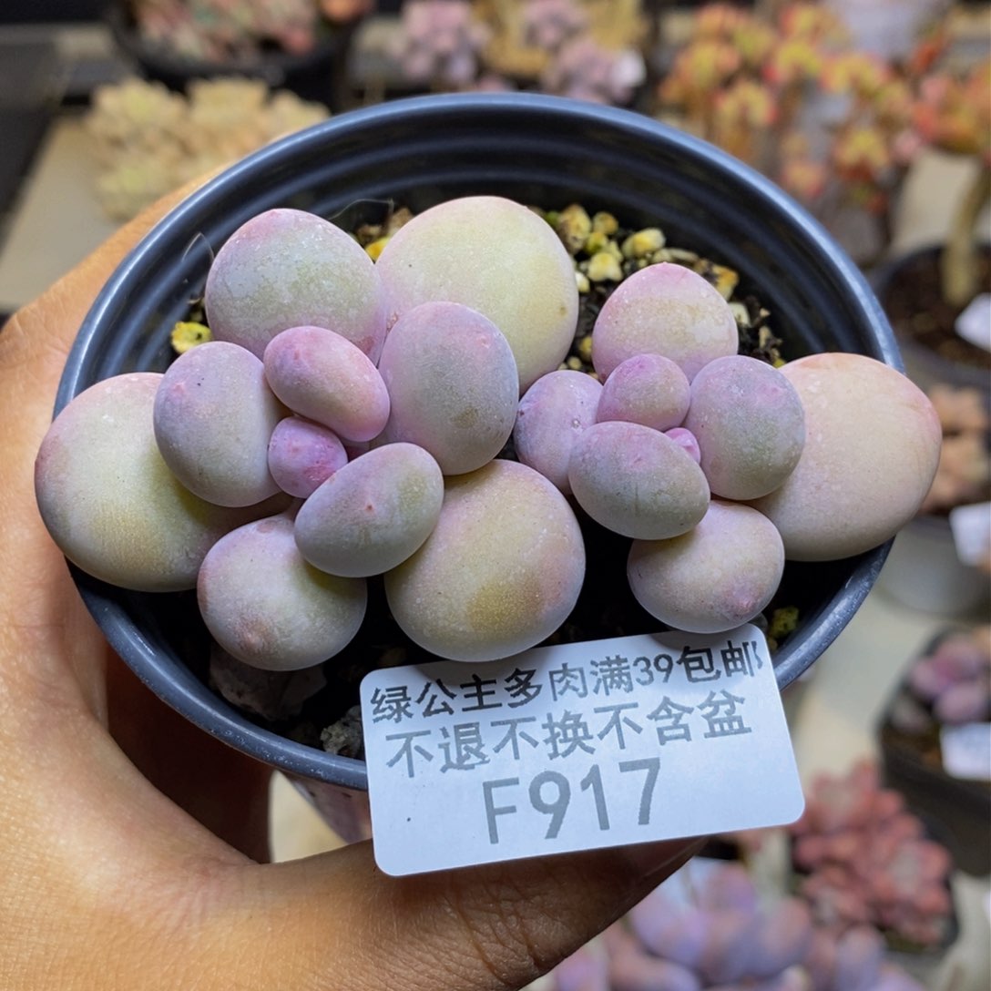 917蛋黄奶多肉7c m