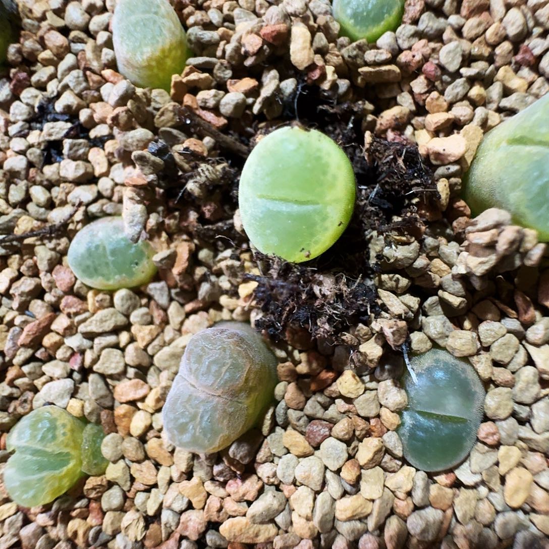 D***.多肉植物福利肉锥987