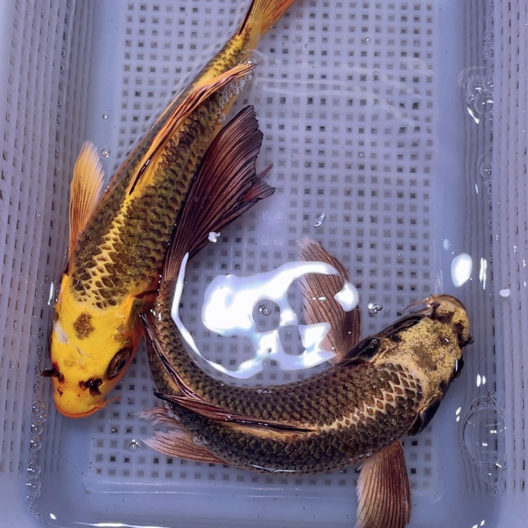 锦鲤锦鲤锦鲤观赏鱼