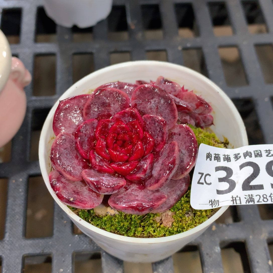 肉萌萌拇指盆精控多肉ZC329