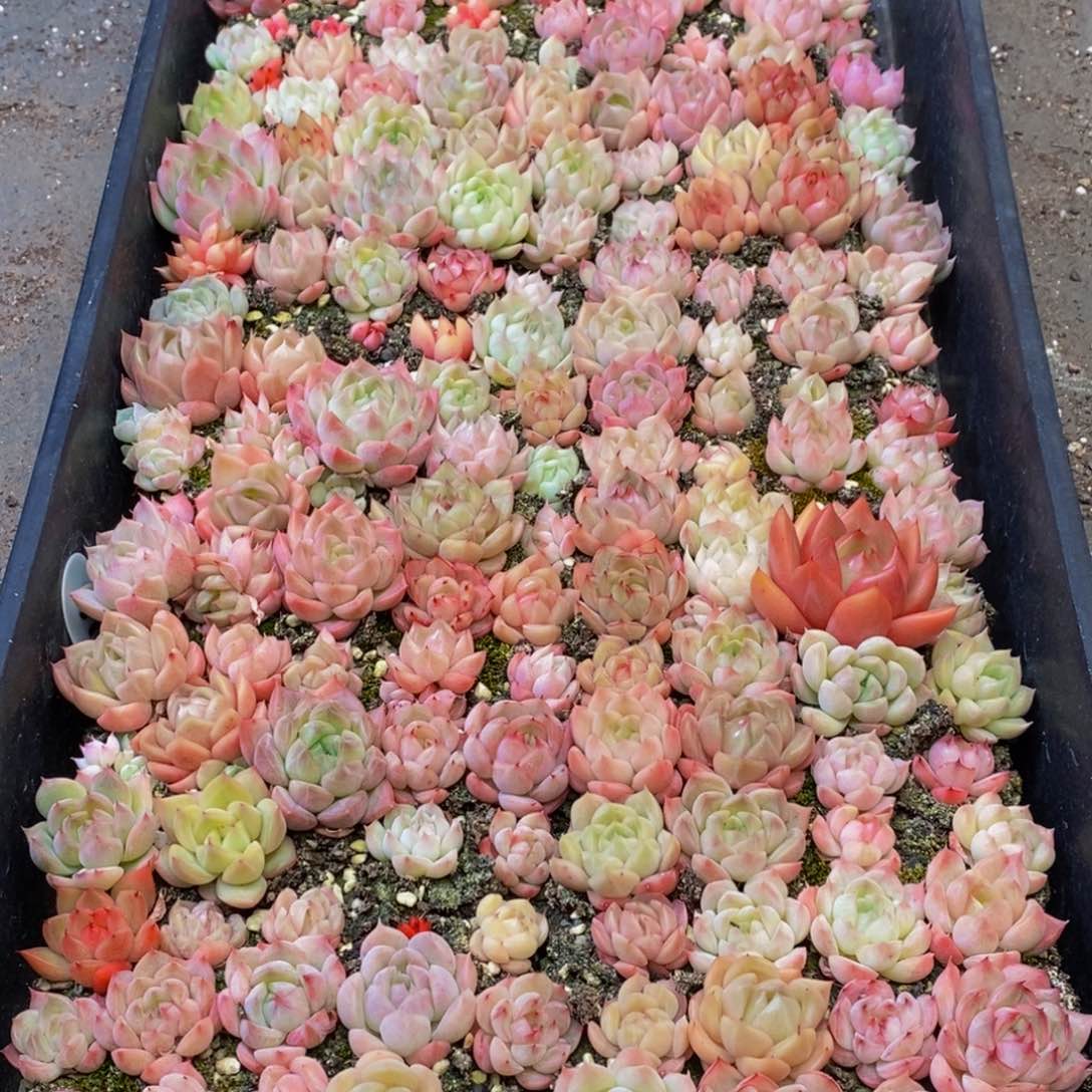 697多人在一起的时候我