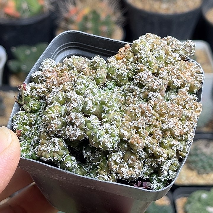 长城娇丽石化群一颗