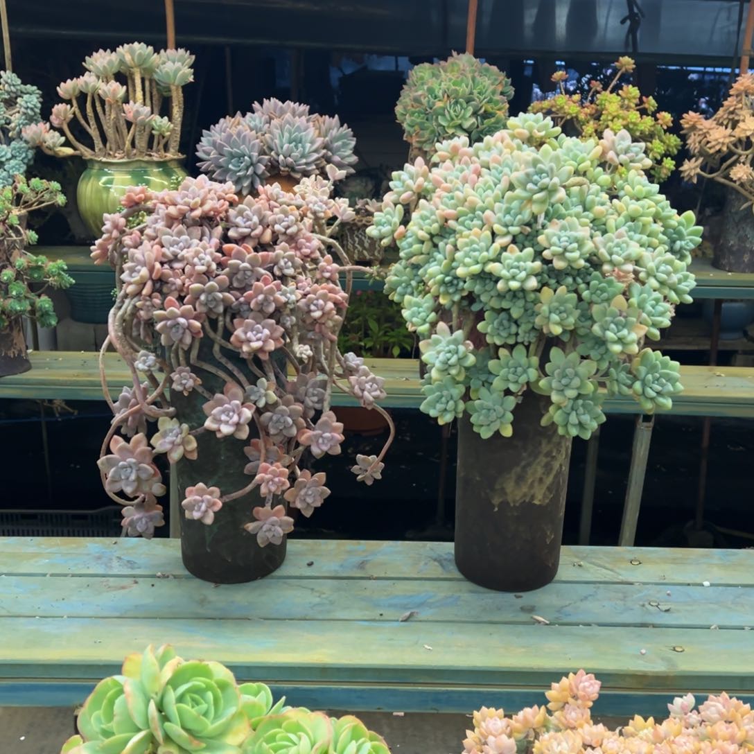 克洛伊蛋糕带盆包邮