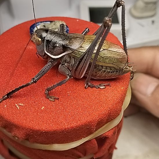 蝈蝈辉哥专属新蝈蝈包邮