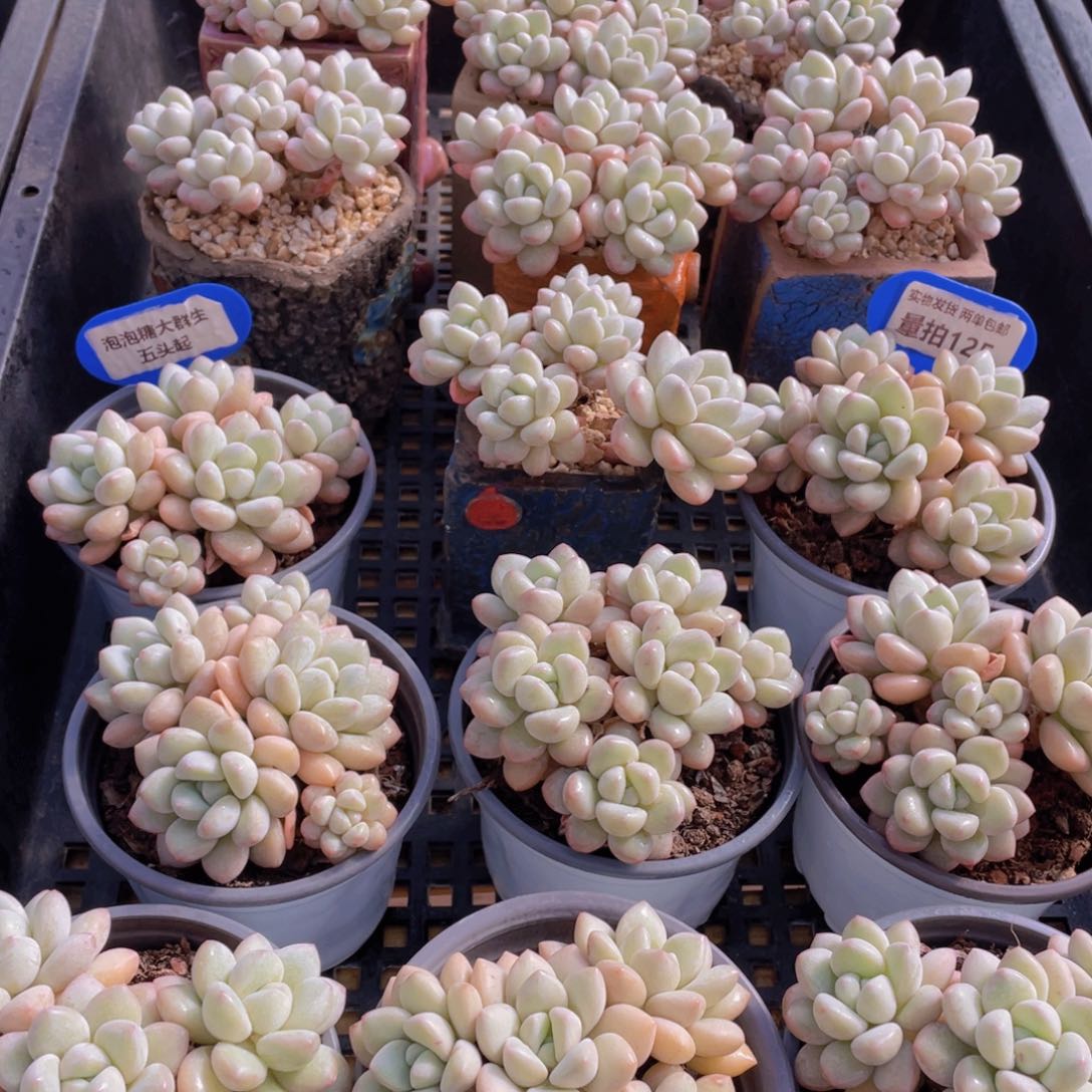 量拍125号 泡泡糖大群生五头起一个