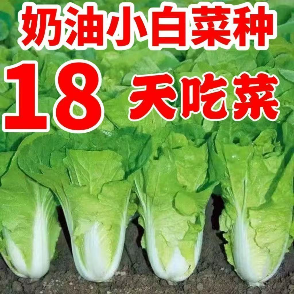 四季奶白菜苔种子四季阳台盆栽蔬菜耐寒懒人易种菜心青菜籽