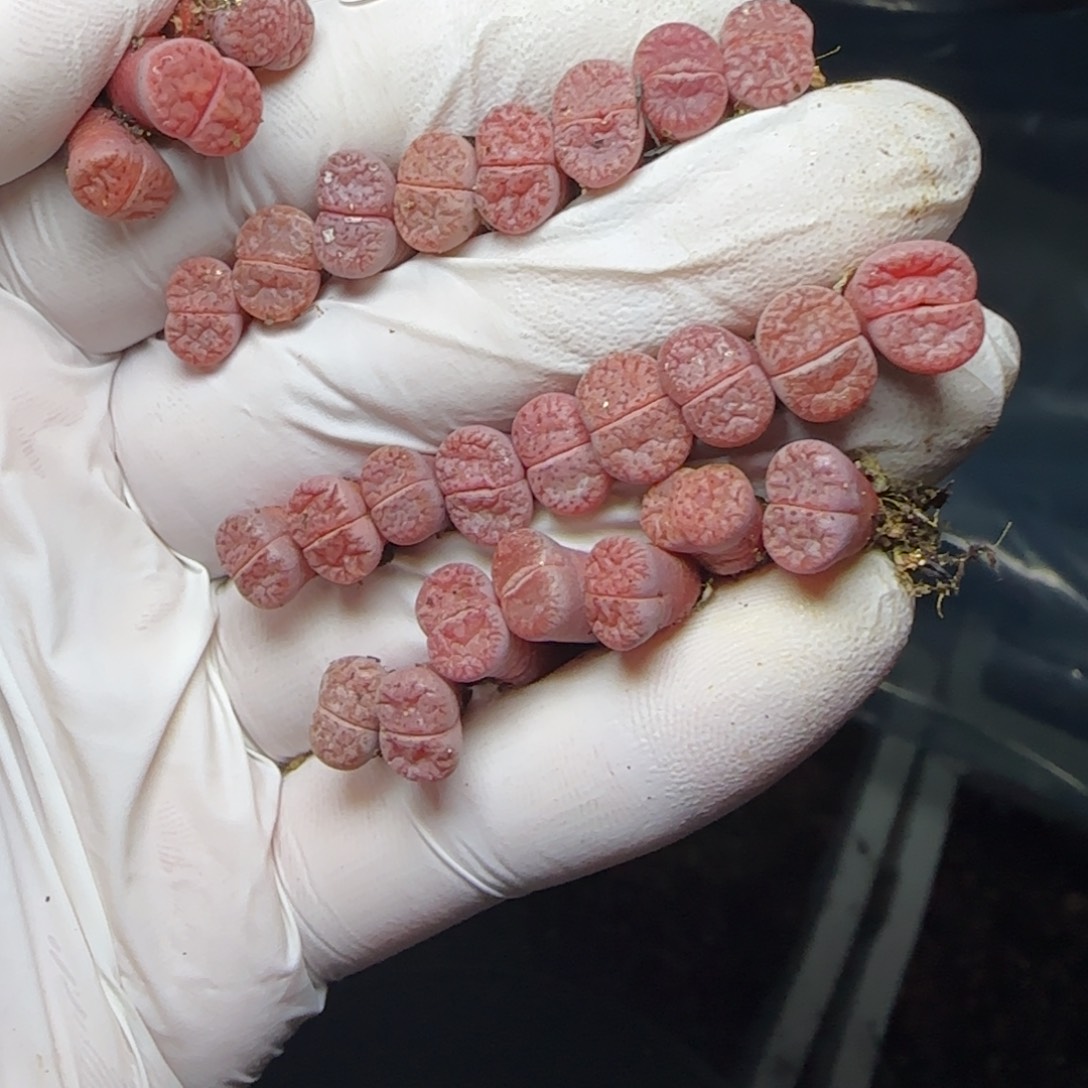 西***柚1224。默认脱土。18包邮。偏远88包邮