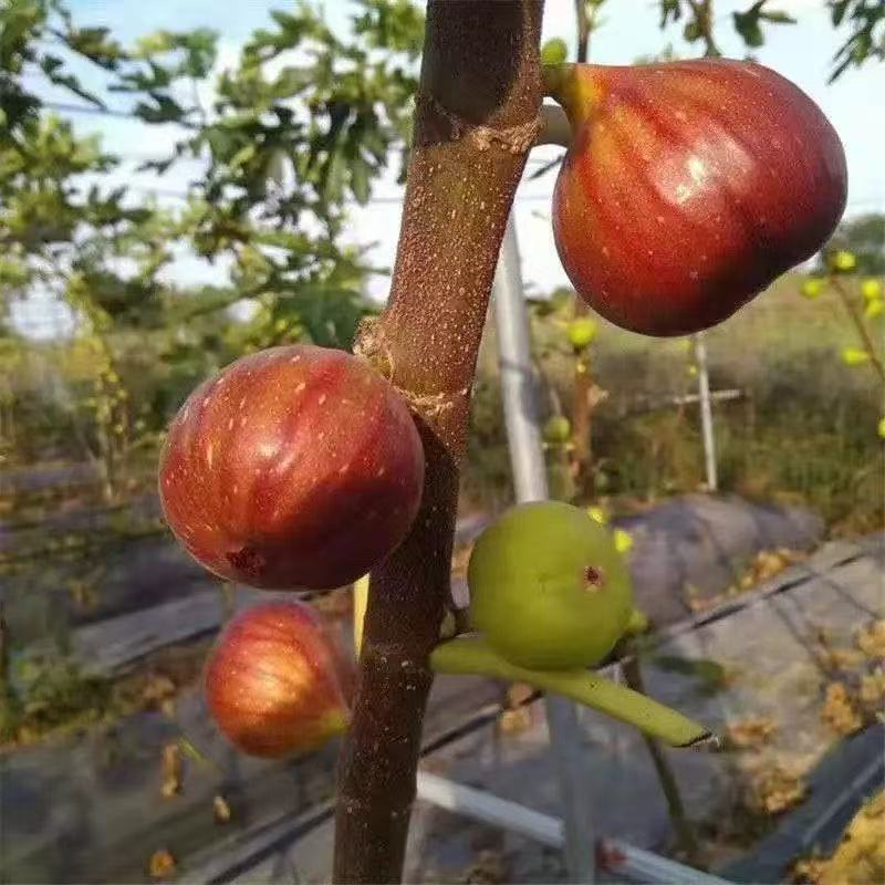 无花果树苗 一物一拍 盆栽地栽 南北方均可种植