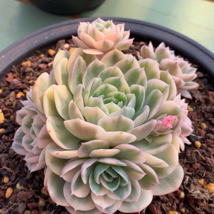 绿体昂捧花锦上园艺一物一拍