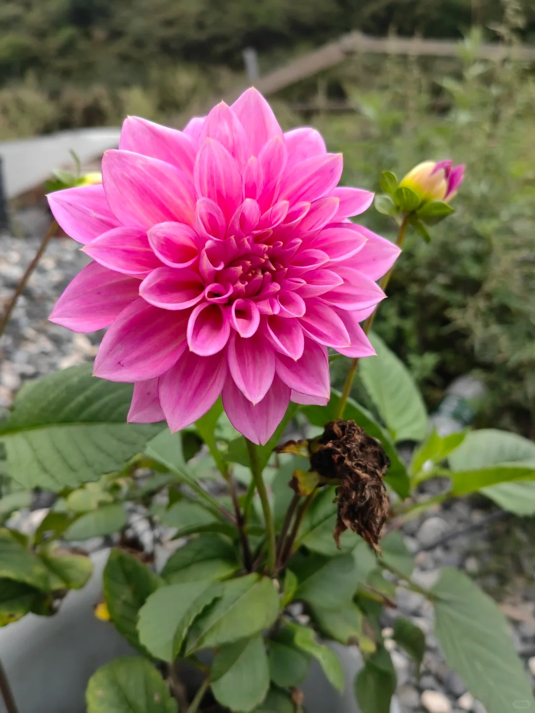 【小丽花粉色】会掉花掉叶介意不要拍庭院阳台地栽盆室内室外面1