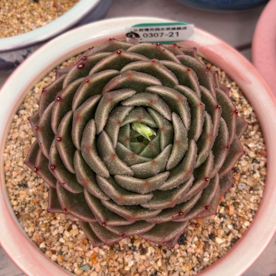 多肉一物一拍0307-21