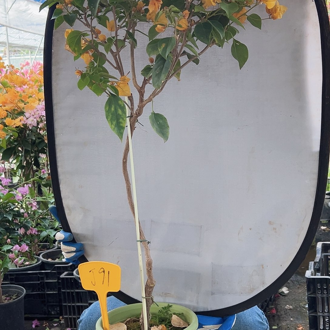 豆***糖大部分花苞少量开放J91金色光辉