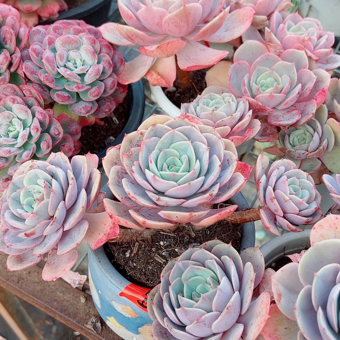 蓝色苍鹭多头群生老桩