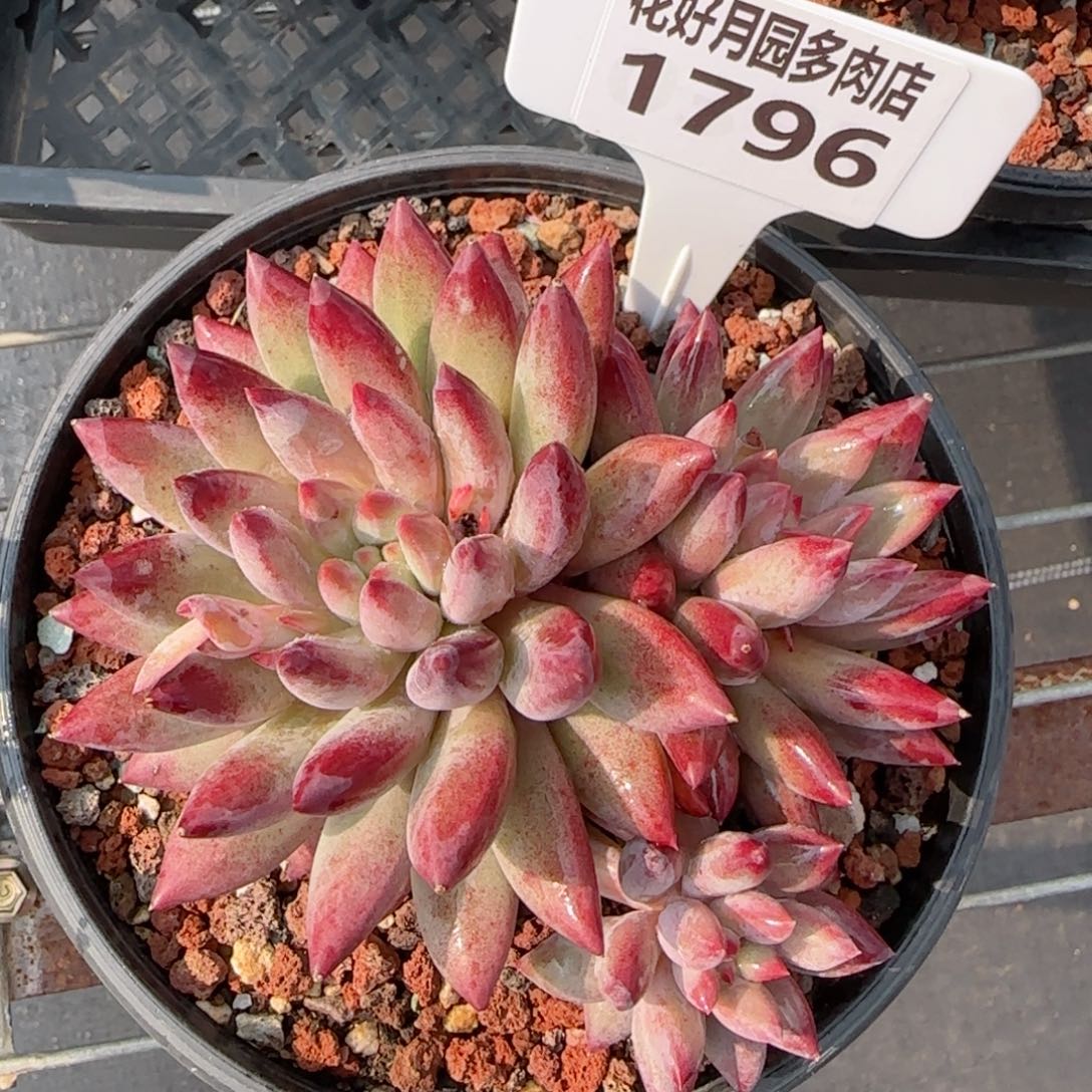 多肉植物1796……！mmmmm