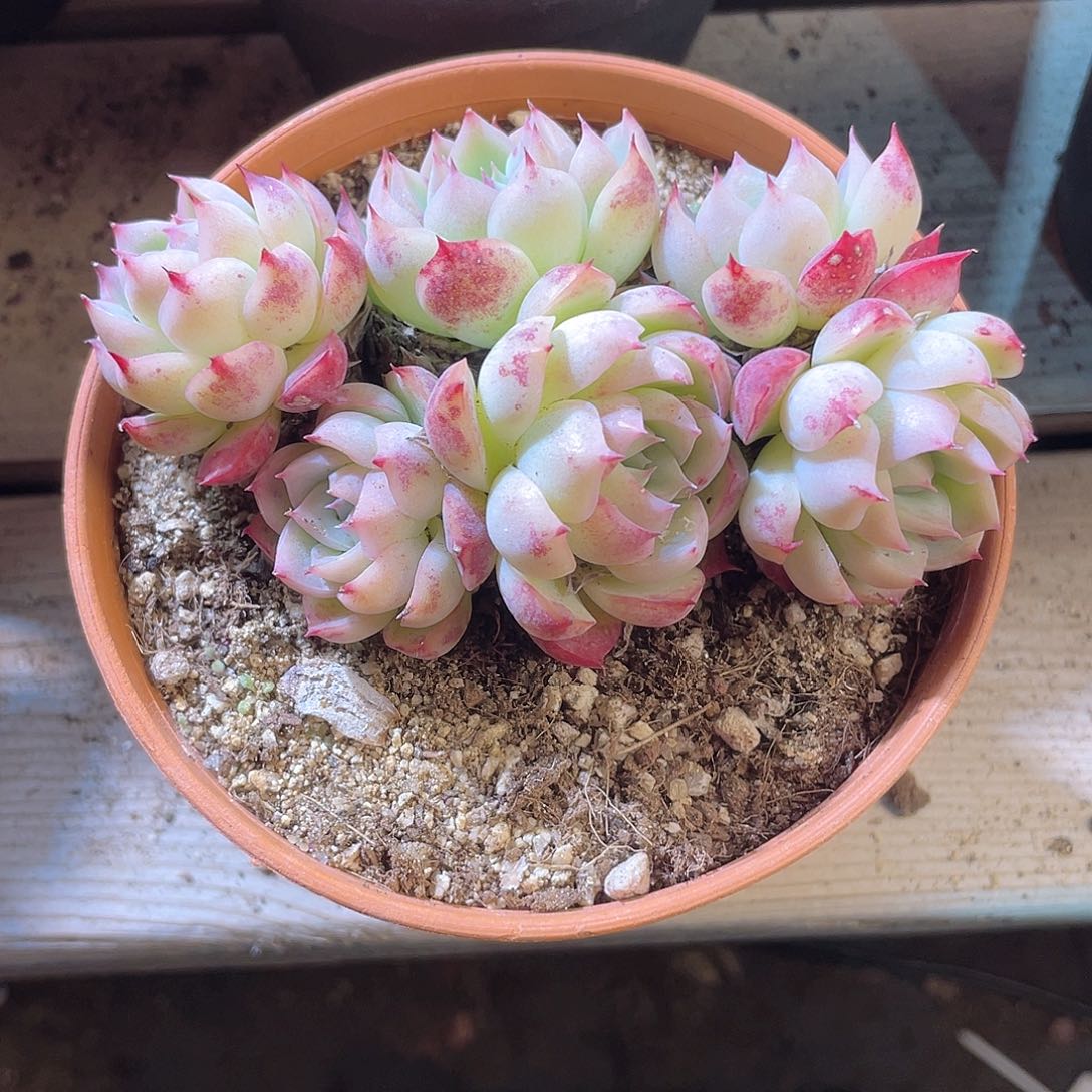 1026  水晶玫瑰 六月六