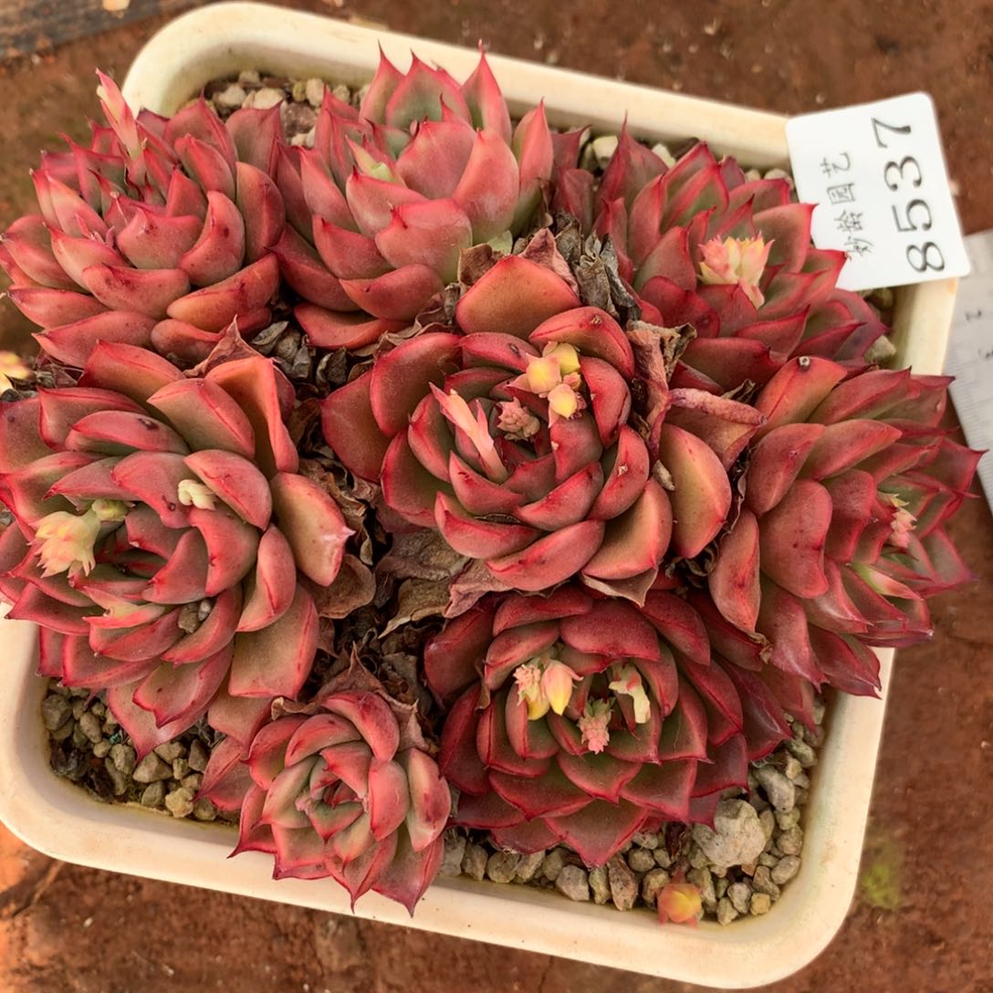 8537杂交多肉植物