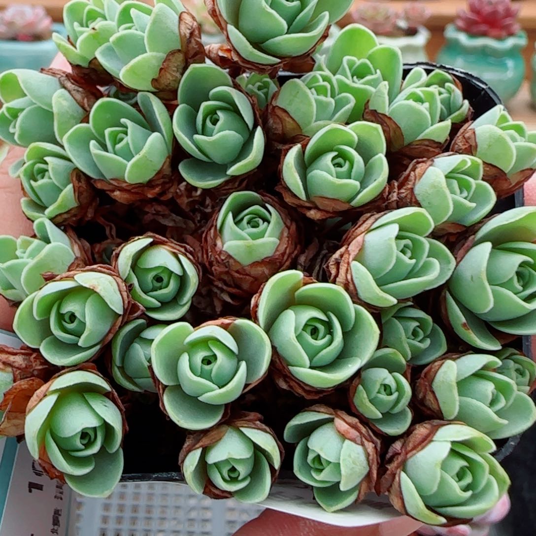 花语逸镜1006-202山地玫瑰