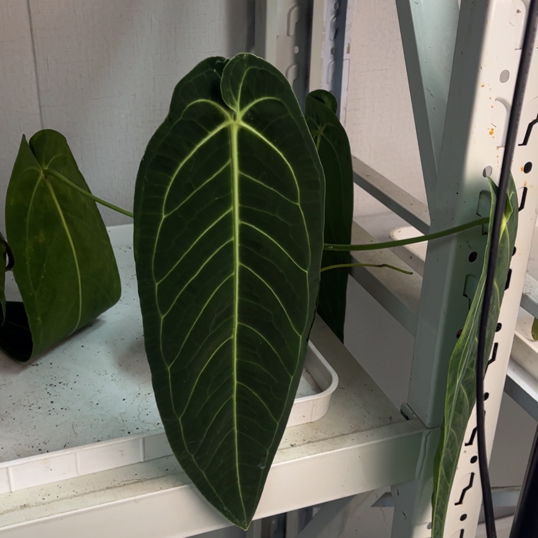 无花朵鹤后侧芽9670