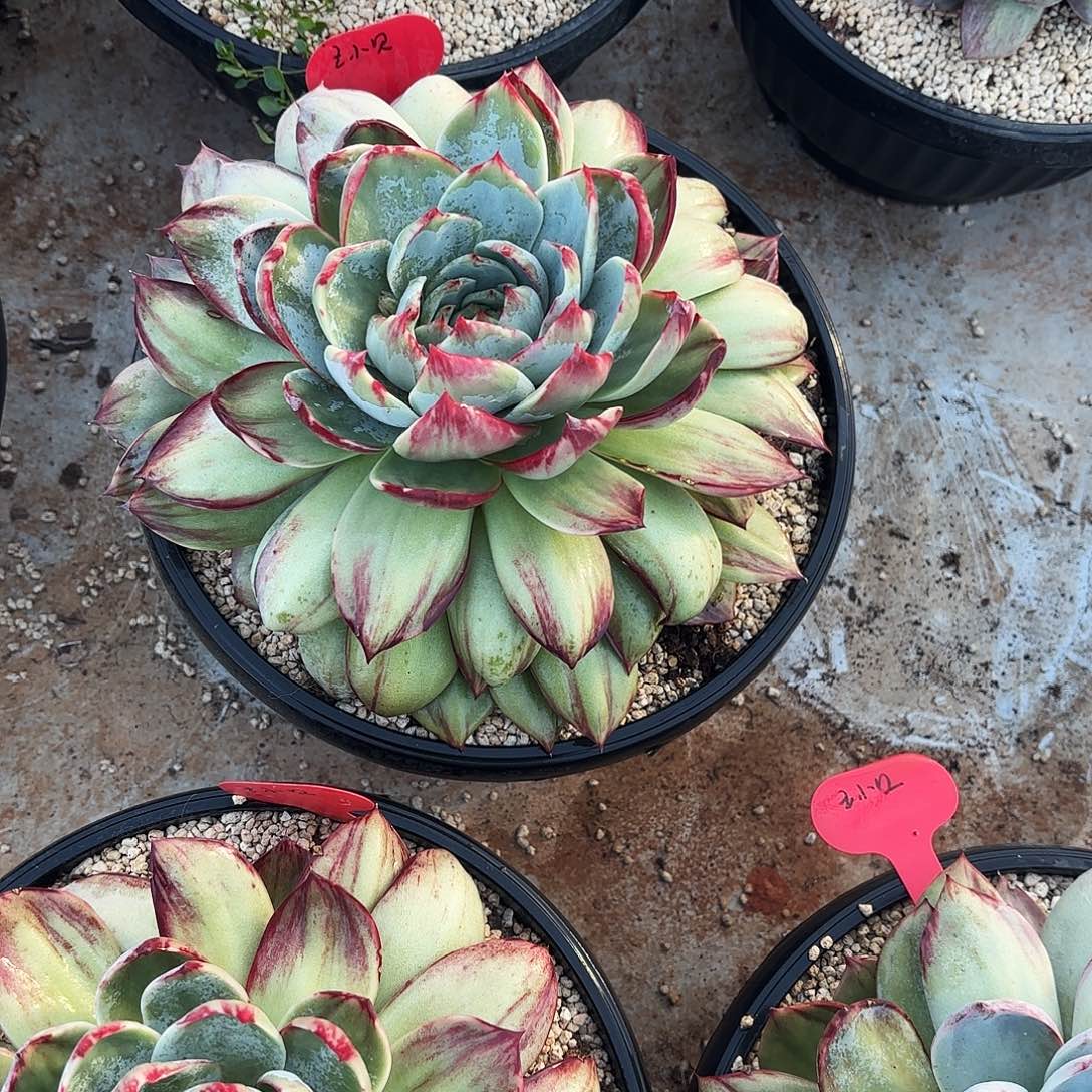 老***子无花朵惊鸿仙子25公分