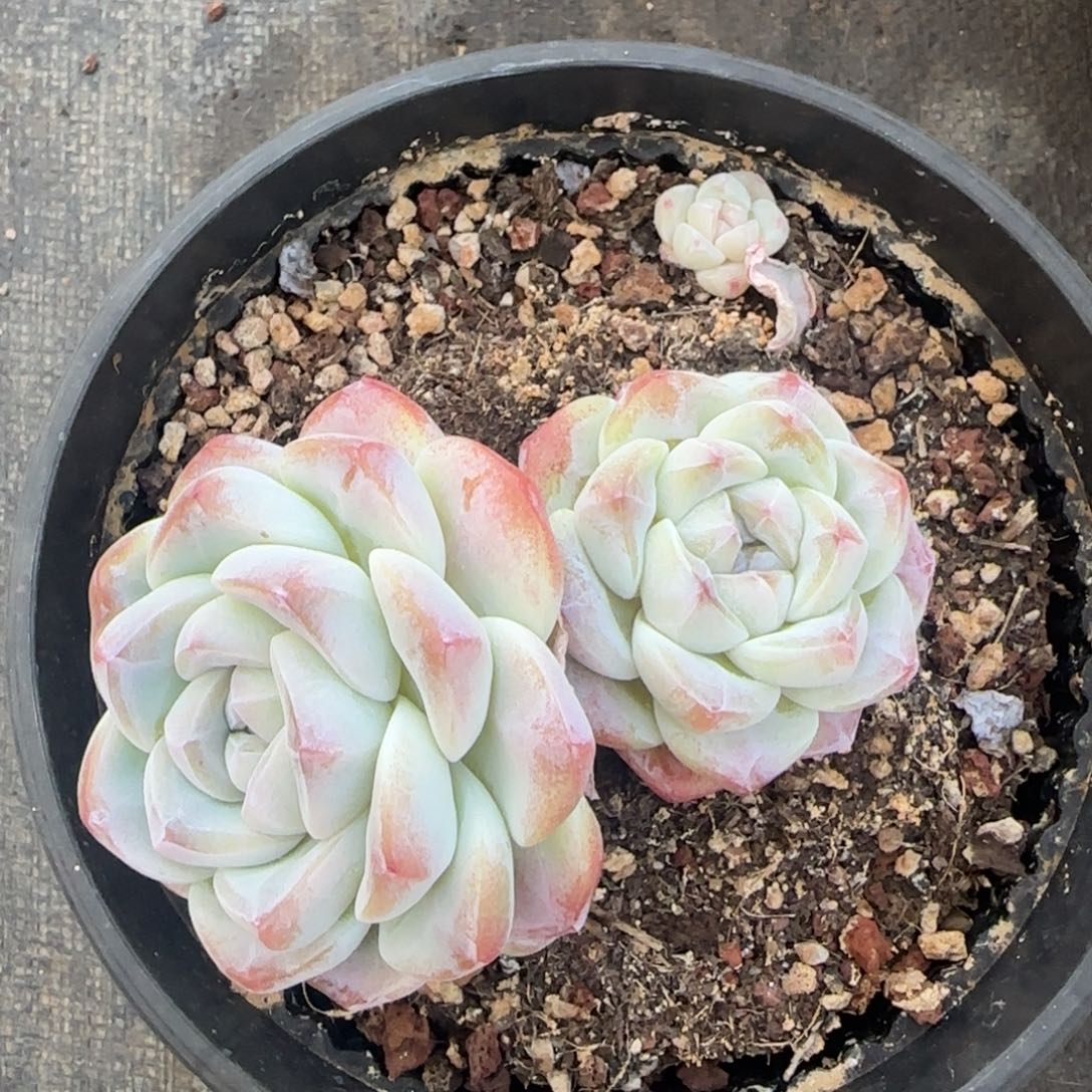 多肉植物一物一拍