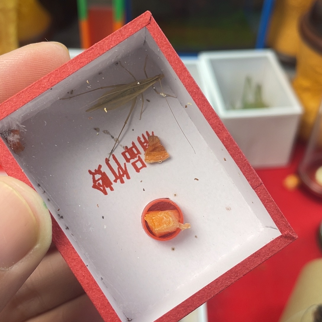 柬埔寨竹岭一只，，