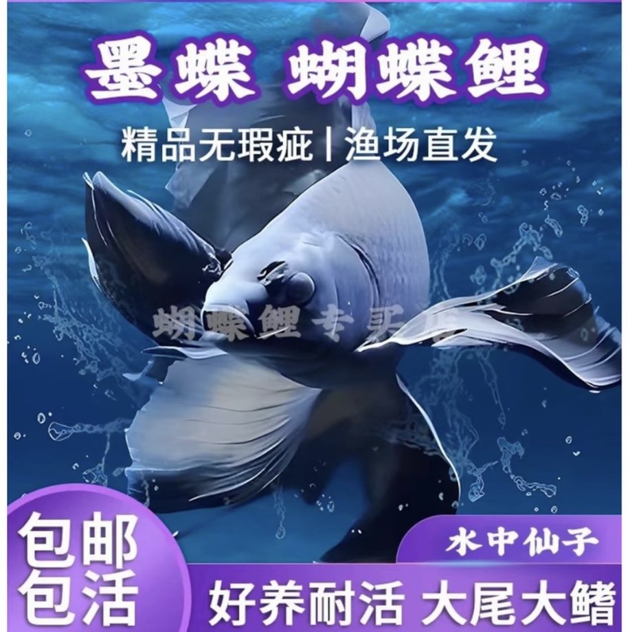 精品蝴蝶鲤11-13短身墨蝶渔场直发蝴蝶鲤鱼混养群养顺丰包邮