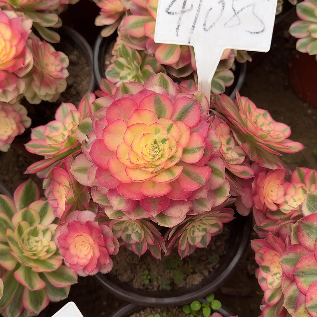 41085倾城多肉法师多肉