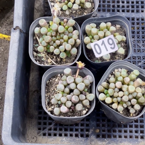 019五十玲玉一物一图如图