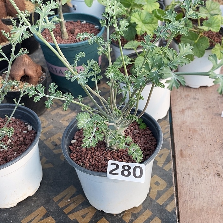 280沉香鹿茸杨葵块根