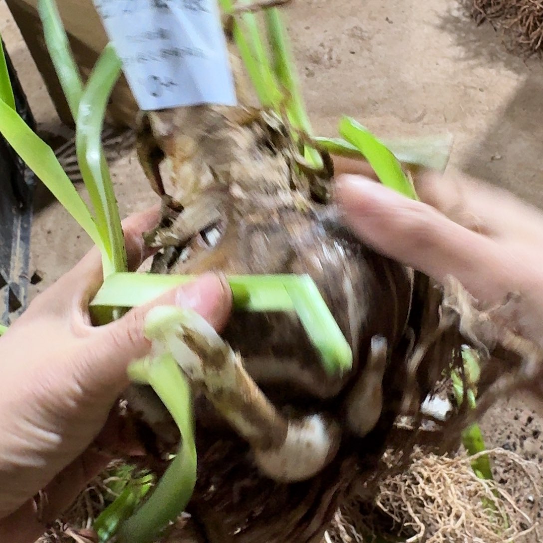 北方姑娘10+开花球发发发