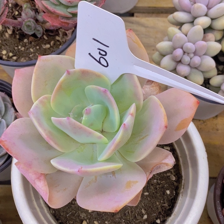 龙*多肉植物，开心多肉