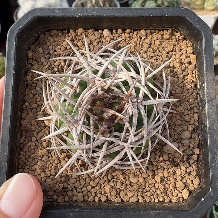 碧岩玉仙人球123