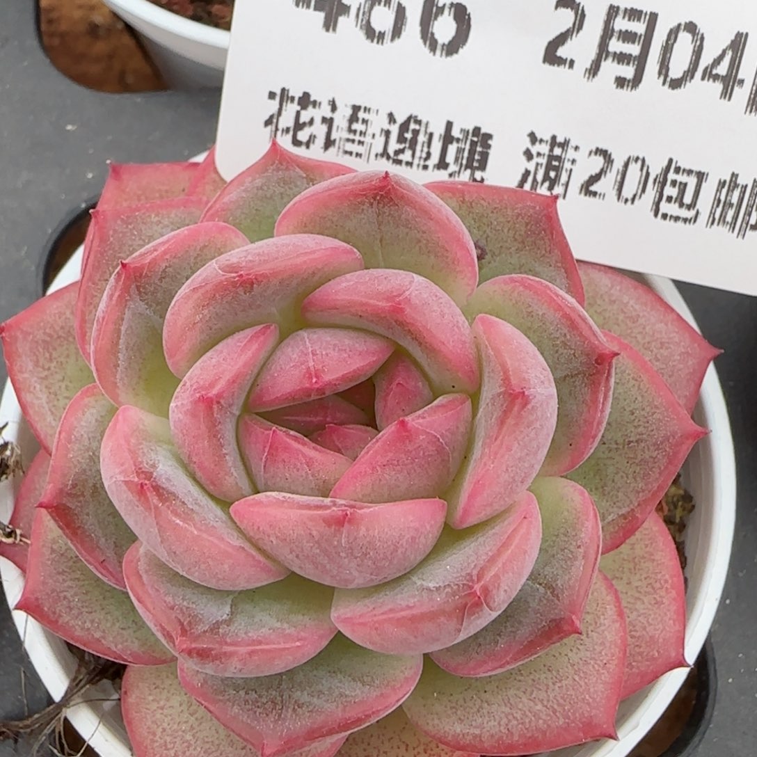 花语逸镜0204-486