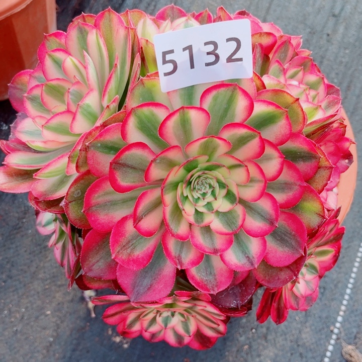 荔枝特价多肉发货