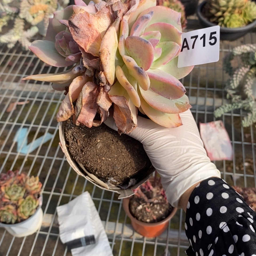 姜***️715白凤老桩一物一拍