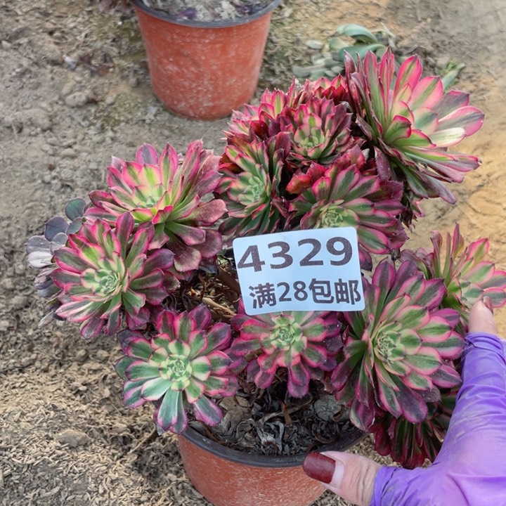 4329一号棚南头多肉植物