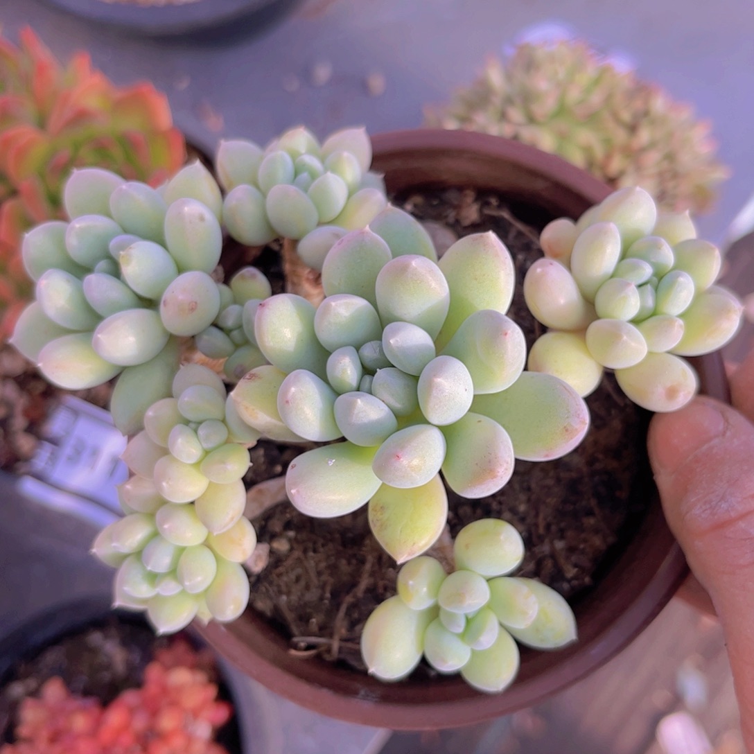 小叶奶糖31100多肉植物