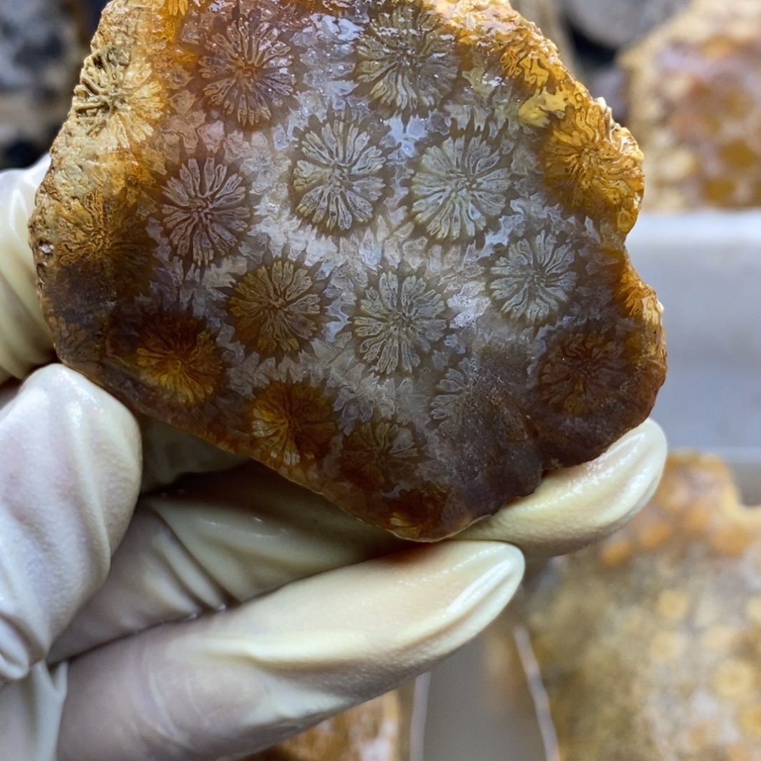 【闪购商品】硅化玉珊瑚玉未镶嵌