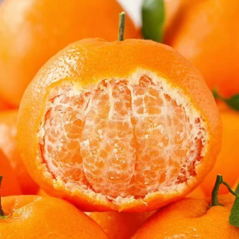 正宗四川春见橙眉山产区应季新鲜现摘现发柑橘